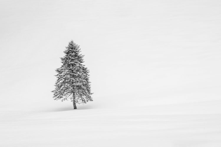 Minimalistic art print of a lone snow cover tree surrounded by snow - Quiet Luxury Home Decor